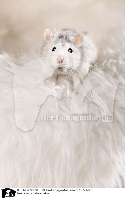 Farbratte auf Schaffell / fancy rat at sheepskin / RR-69179