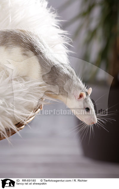 Farbratte auf Schaffell / fancy rat at sheepskin / RR-69180