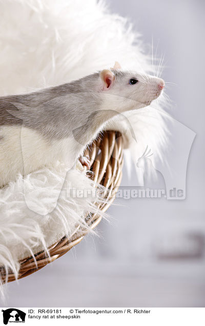 Farbratte auf Schaffell / fancy rat at sheepskin / RR-69181