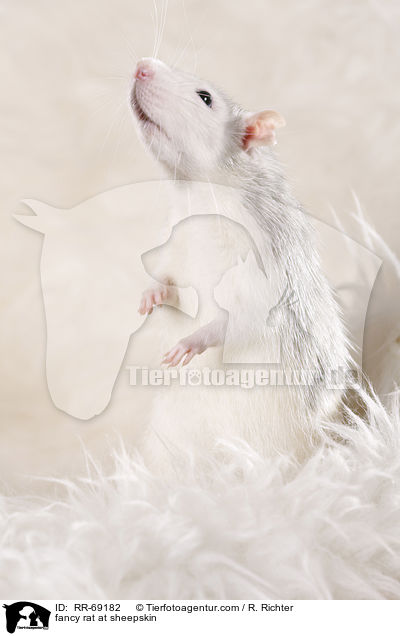 Farbratte auf Schaffell / fancy rat at sheepskin / RR-69182