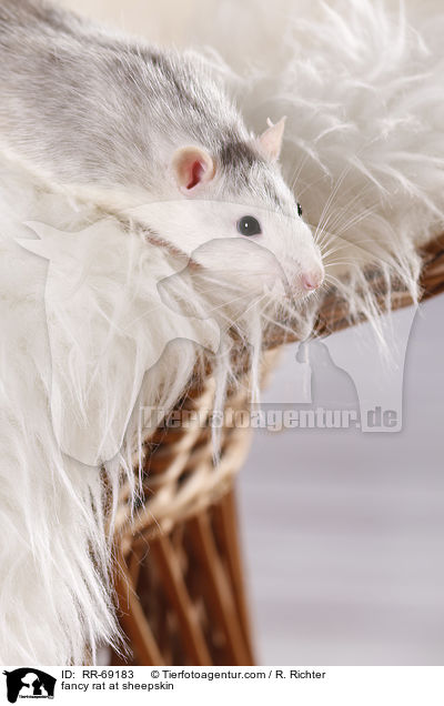 Farbratte auf Schaffell / fancy rat at sheepskin / RR-69183