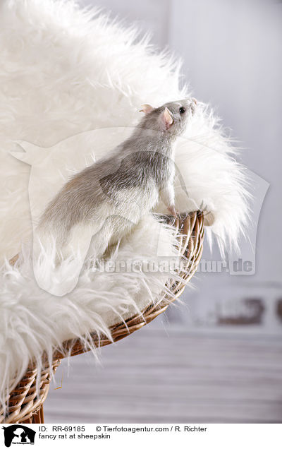 Farbratte auf Schaffell / fancy rat at sheepskin / RR-69185