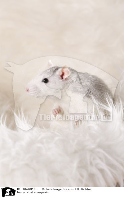 Farbratte auf Schaffell / fancy rat at sheepskin / RR-69186