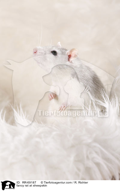 Farbratte auf Schaffell / fancy rat at sheepskin / RR-69187