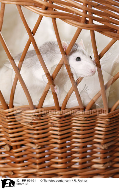 Farbratte / fancy rat / RR-69191