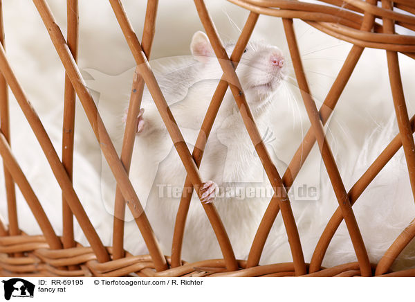Farbratte / fancy rat / RR-69195