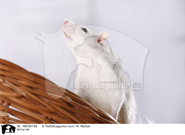 Farbratte / fancy rat / RR-69198