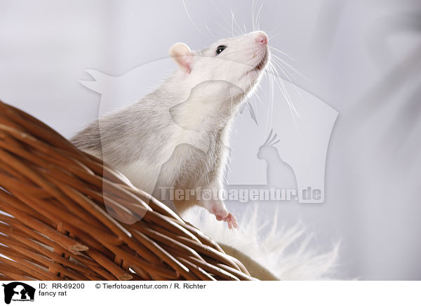 Farbratte / fancy rat / RR-69200