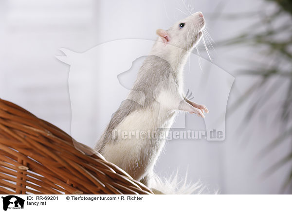Farbratte / fancy rat / RR-69201