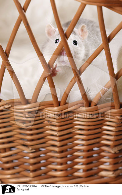 Farbratte / fancy rat / RR-69204