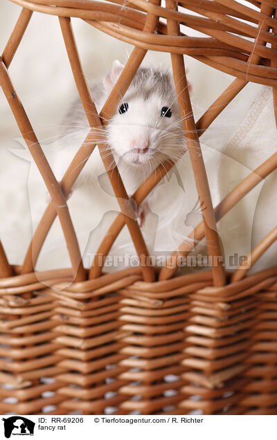 Farbratte / fancy rat / RR-69206
