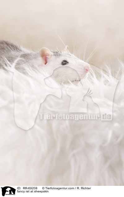 Farbratte auf Schaffell / fancy rat at sheepskin / RR-69208