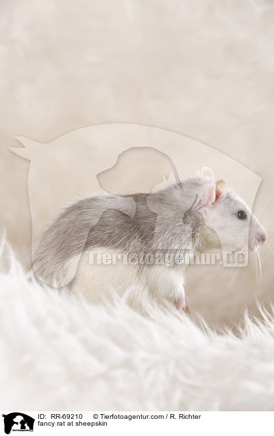 Farbratte auf Schaffell / fancy rat at sheepskin / RR-69210