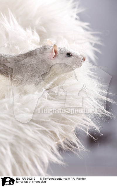 Farbratte auf Schaffell / fancy rat at sheepskin / RR-69212