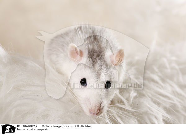 Farbratte auf Schaffell / fancy rat at sheepskin / RR-69217