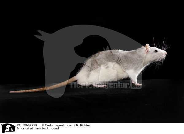 Farbratte auf schwarzem Hintergrund / fancy rat at black background / RR-69229