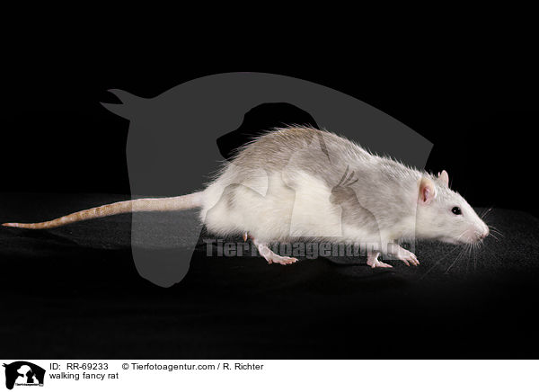 laufende Farbratte / walking fancy rat / RR-69233