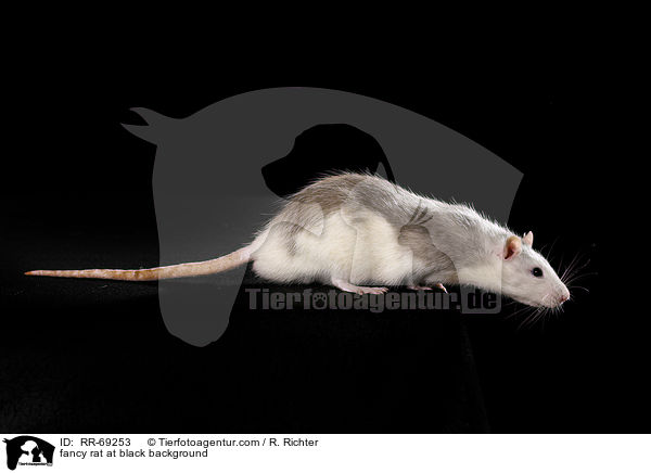 Farbratte auf schwarzem Hintergrund / fancy rat at black background / RR-69253
