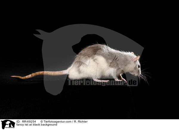 Farbratte auf schwarzem Hintergrund / fancy rat at black background / RR-69254