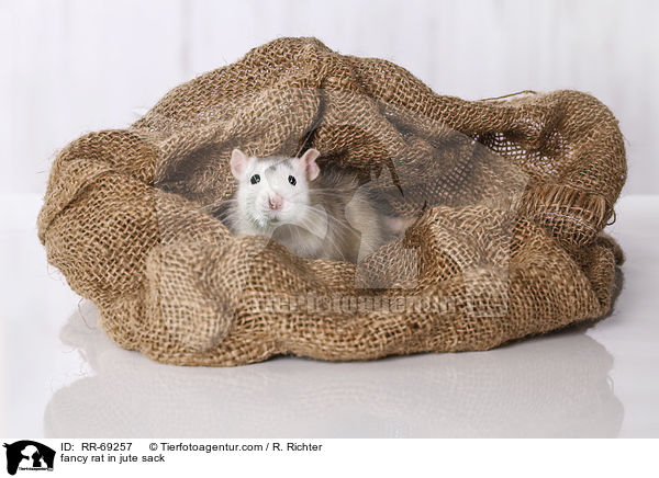 Farbratte im jutesack / fancy rat in jute sack / RR-69257