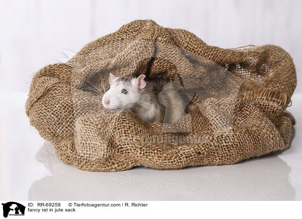 Farbratte im jutesack / fancy rat in jute sack / RR-69258