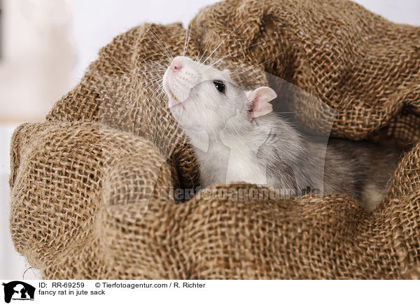 Farbratte im jutesack / fancy rat in jute sack / RR-69259
