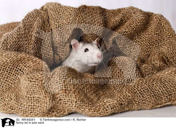 Farbratte im jutesack / fancy rat in jute sack / RR-69261