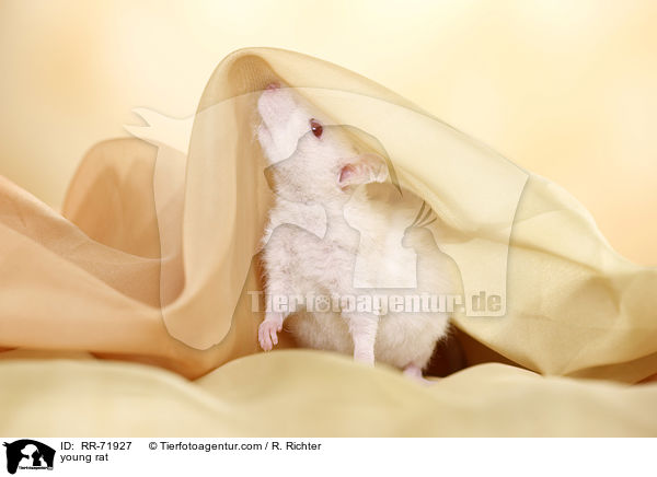 junge Rexratte / young rat / RR-71927
