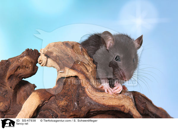 Farbratte / fancy rat / SS-47938