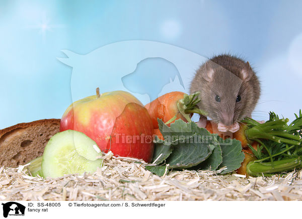 Farbratte / fancy rat / SS-48005