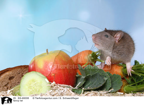 Farbratte / fancy rat / SS-48006