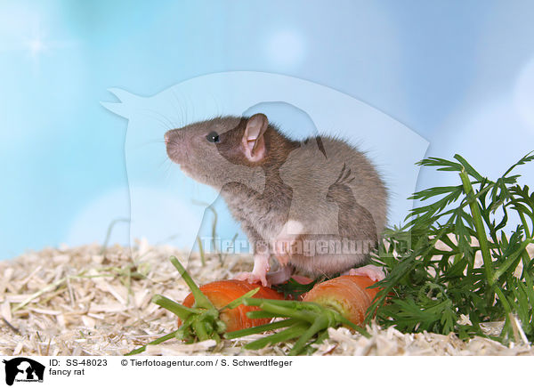 Farbratte / fancy rat / SS-48023