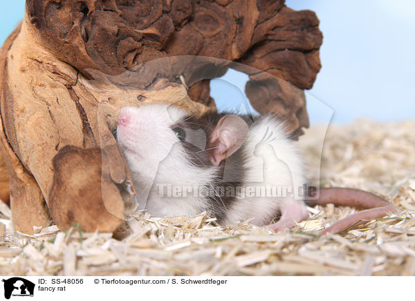 Farbratte / fancy rat / SS-48056