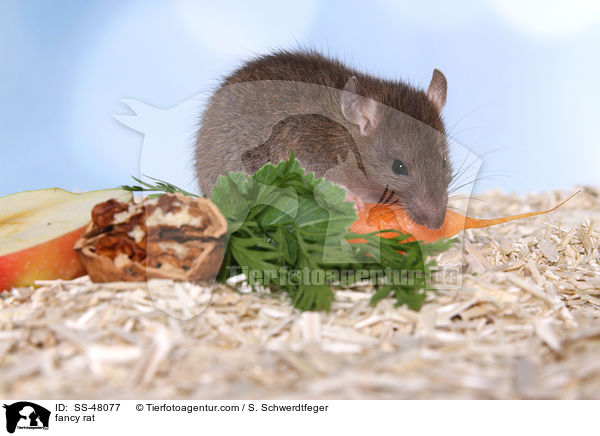 Farbratte / fancy rat / SS-48077
