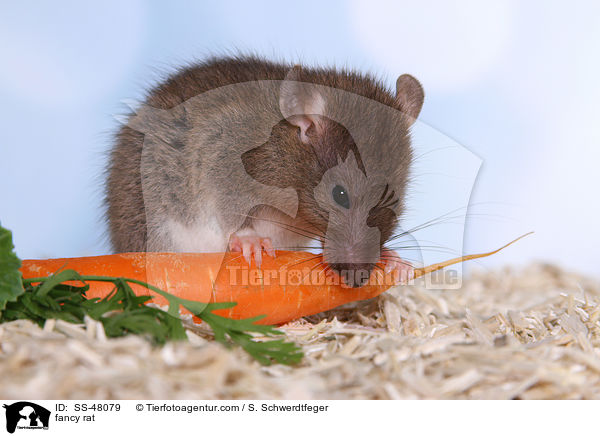 Farbratte / fancy rat / SS-48079