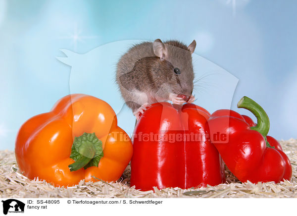 Farbratte / fancy rat / SS-48095