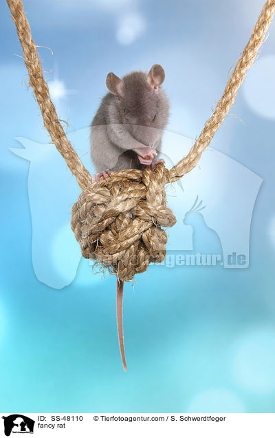 Farbratte / fancy rat / SS-48110
