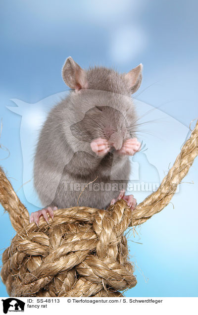 Farbratte / fancy rat / SS-48113