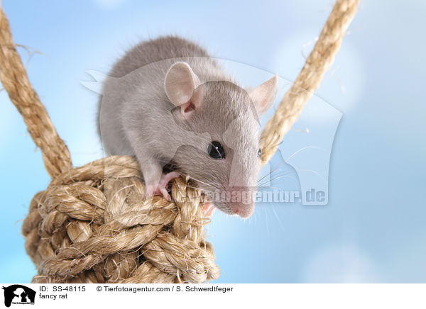 Farbratte / fancy rat / SS-48115