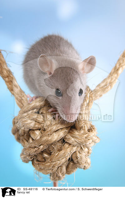 Farbratte / fancy rat / SS-48116