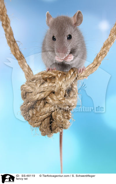 Farbratte / fancy rat / SS-48119