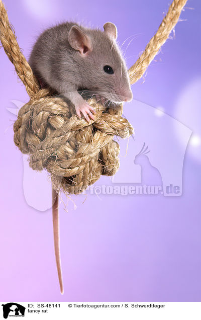 Farbratte / fancy rat / SS-48141