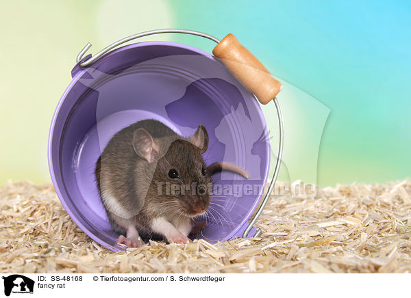 Farbratte / fancy rat / SS-48168