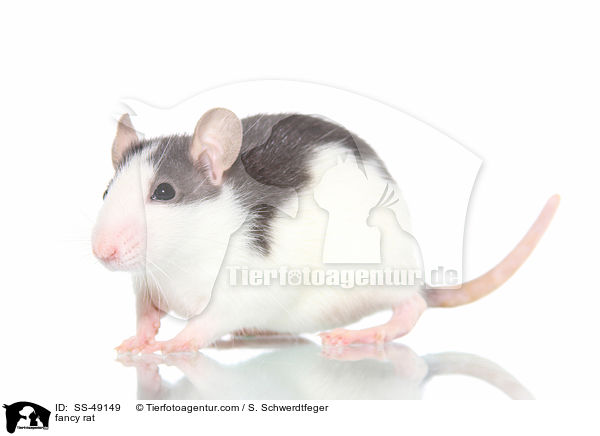 Farbratte / fancy rat / SS-49149