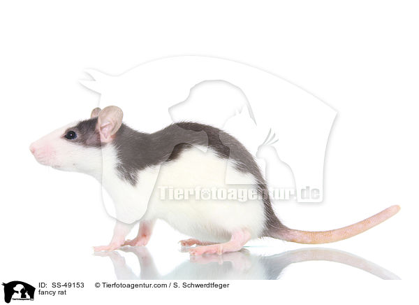 Farbratte / fancy rat / SS-49153