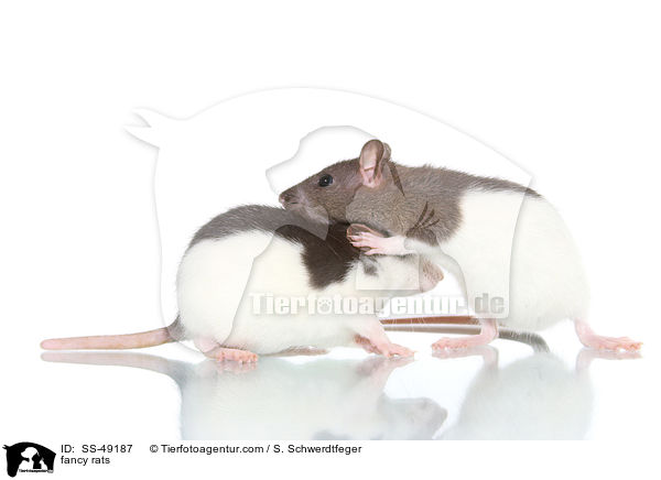 Farbratten / fancy rats / SS-49187
