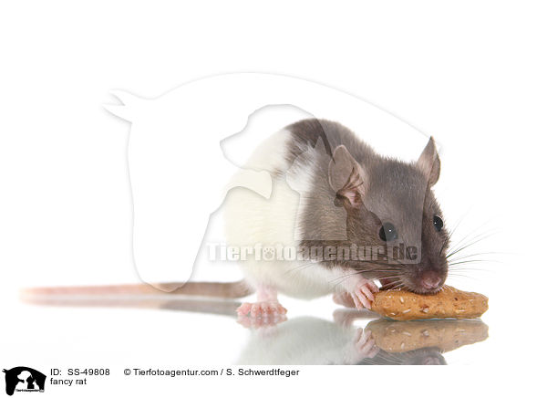 Farbratte / fancy rat / SS-49808