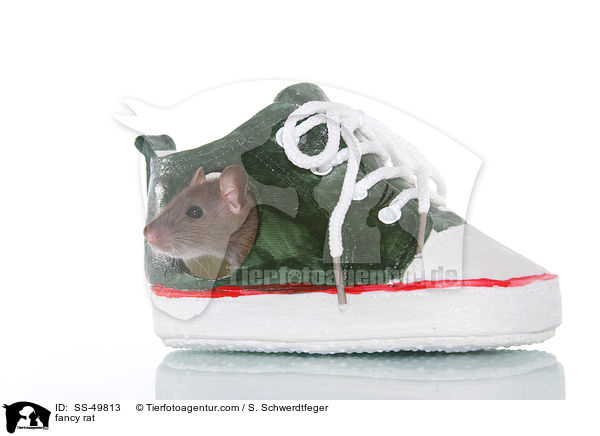 Farbratte / fancy rat / SS-49813
