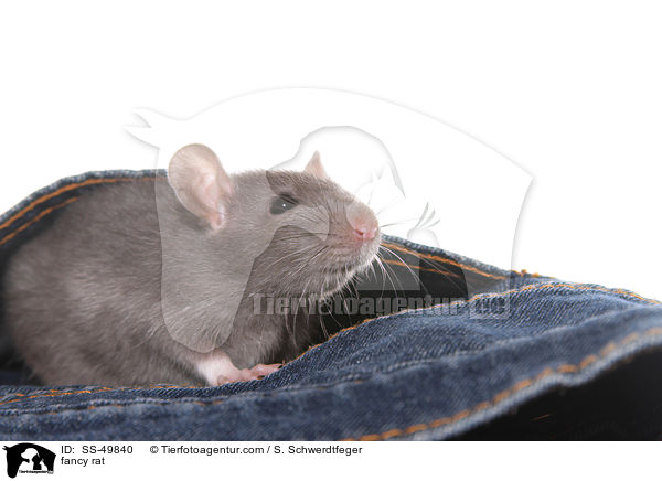 Farbratte / fancy rat / SS-49840