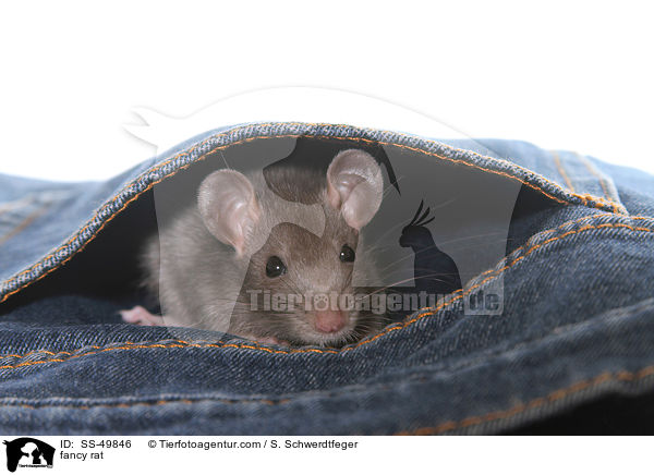 Farbratte / fancy rat / SS-49846